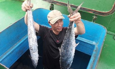 Ngư dân Hà Tĩnh trúng mẻ cá thu 2 tấn bán được hàng trăm triệu
