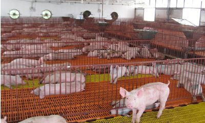 Giá lợn “chạm đáy”, bán 1kg thịt không mua nổi cân táo Tàu