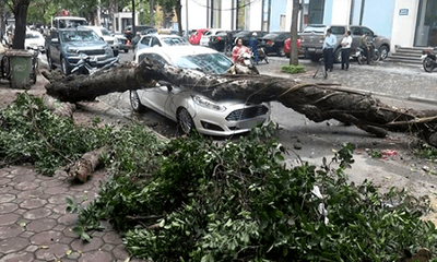 Hà Nội: Nhiều cây xanh bị đổ vì không có rễ