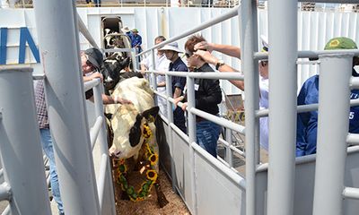 Đàn bò sữa cao sản HF từ Mỹ lớn nhất nhập khẩu về Việt Nam