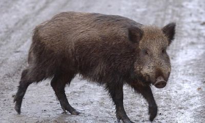 Lợn rừng tấn công giết chết ba chiến binh khủng bố IS ở Iraq