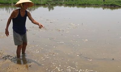 Xử phạt công ty xả thải khiến cá chết hàng loạt ở bàu Lệ Sơn