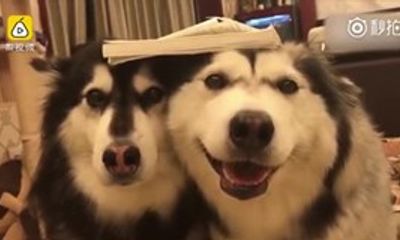 Gặm nát sách, 2 chú chó bị chủ phạt theo cách không tưởng