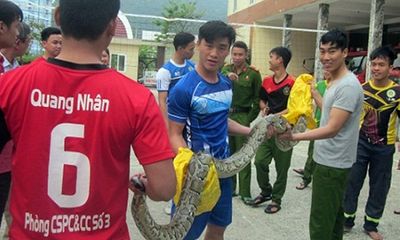 Cảnh sát PCCC Đà Nẵng bắt được trăn đất nặng 15kg