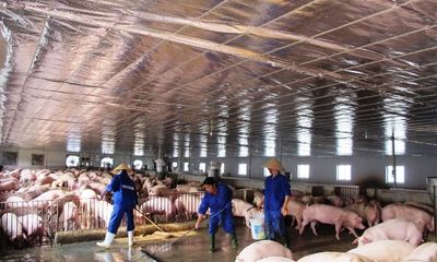 Bộ Công Thương họp khẩn “giải cứu” thịt lợn rớt giá
