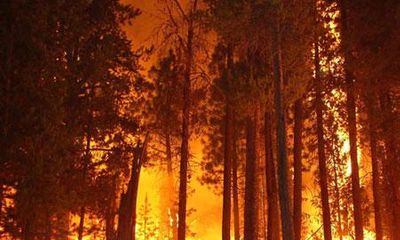 Phó Thủ tướng yêu cầu làm rõ một số vụ phá rừng, cháy rừng