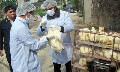 Sau Quảng Ninh, tiếp đến Đắk Nông xuất hiện ổ dịch cúm H5N1