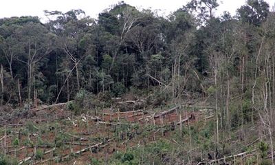 Đình chỉ 3 cán bộ kiểm lâm để mất 50ha rừng ở Đắk Nông