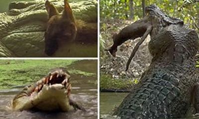 Cá sấu khổng lồ chớp nhoáng tung người xé đôi kangaro