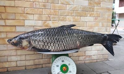 Cần thủ bắt được cá trắm đen nặng 41 kg trên sông Đà