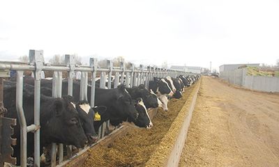 Vinamilk nhập hơn 2.000 con bò sữa cao sản từ Mỹ, tiếp tục khẳng định vị thế dẫn đầu ngành hàng sữa