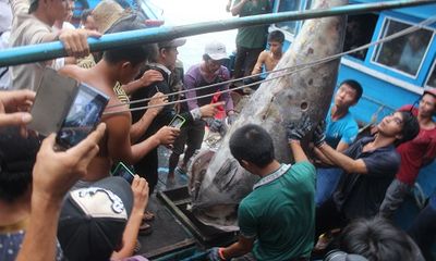 Cá ngừ vây xanh 307 kg đánh bắt ở Hoàng Sa lập kỷ lục Việt Nam