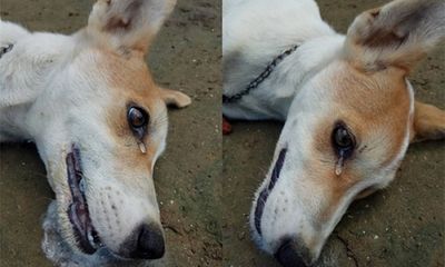 Xúc động hình ảnh chú chó bị trộm đầu độc, rớt nước mắt khi hấp hối