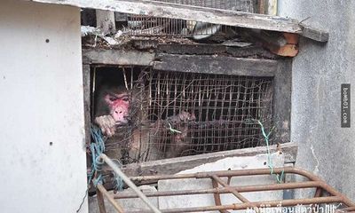 Giải cứu chú khỉ bị kẹt 25 năm trong ngôi nhà bỏ hoang