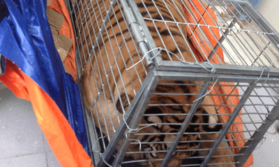 Bắt nhóm mua hổ sống 200 kg ở Nghệ An rồi mang ra Hà Nội nấu cao