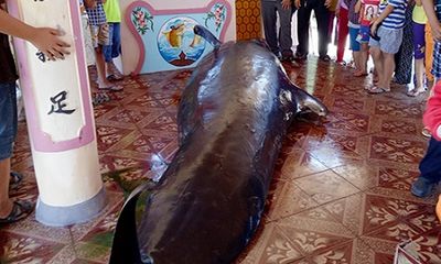 Phát hiện cá voi nặng hơn tấn bị thương dạt vào bờ biển Phú Yên