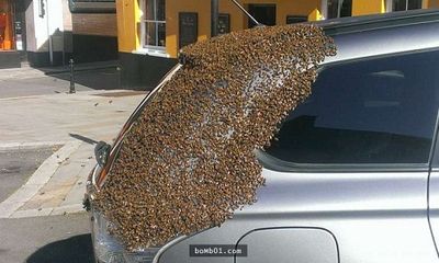 Bị đàn ong “chiếm giữ” xe suốt 2 ngày, chuyên gia kiểm tra thì phát hiện “kẻ chủ mưu” không ngờ