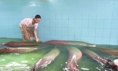 Cận cảnh đàn cá hải tượng trị giá hàng tỷ đồng của đại gia ở Tây Ninh