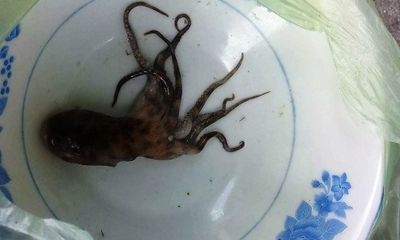 Gia đình nạn nhân không muốn đưa con bạch tuộc cắn chết người đi kiểm nghiệm