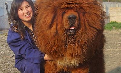 Những hình ảnh thú vị về các chú chó khổng lồ có thể “nuốt chửng bạn”