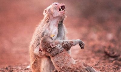 Khỉ mẹ khóc thét vì mất con và khoảnh khắc 2 phút sau đó