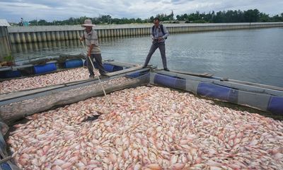 Đà Nẵng: Dân lao đao vì gần 100 tấn cá nuôi lồng chết trắng sông Cổ Cò