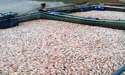 100 tấn cá chết trên hồ thủy điện Plei Krông do thiếu ôxy