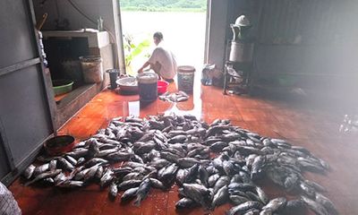 Hàng trăm tấn cá lồng trên sông Đà chết hàng loạt do thủy điện xả lũ