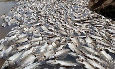 Hòa Bình: Hàng chục tấn cá bị “xóa sổ” sau mấy ngày xả lũ