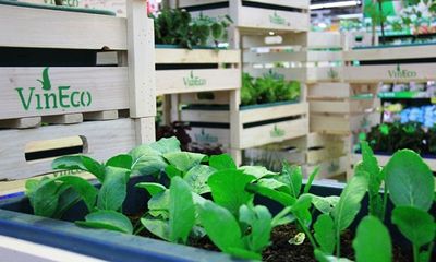 Kinh nghiệm mua hàng - VinEco: Công nghệ trồng rau siêu sạch
