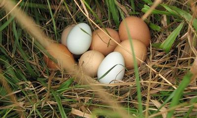 Nhiễm Fipronil - hàng triệu trứng gà phải tiêu hủy