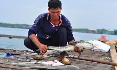 Gần 90 tấn cá bè ở Long Sơn chết bất thường