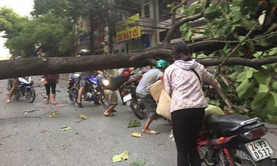 Gió lốc tốc mái gần 800 nhà dân, quật ngã nhiều cây xanh ở Lào Cai