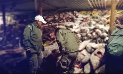 Ecuador bắt tàu Trung Quốc câu trộm 6.623 cá mập