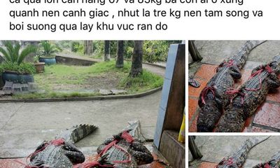 Người đăng tin thất thiệt bắt được cá sấu 83kg ở Cà Mau bị phạt 10 triệu đồng