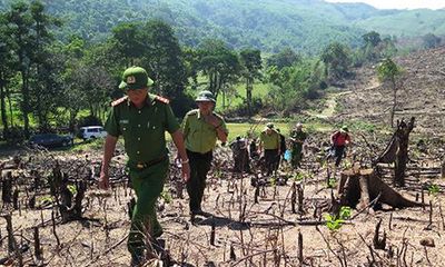 Thủ tướng Chính phủ yêu cầu làm rõ vụ phá rừng tại Bình Định