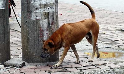 Từ 15/9, chó ra nơi công cộng không có người dắt, chủ nhận phạt 800 nghìn đồng