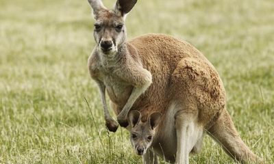 Australia khuyến khích người dân ăn thịt kangaroo