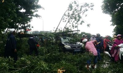 Gió to kèm theo mưa lớn trước bão số 10, nhiều cây bị gãy đổ ở Huế