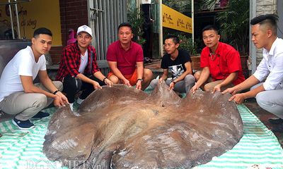 Cá đuối khổng lồ nặng 216kg xuất hiện ở Hà Nội, giá 1,2 triệu đồng/kg