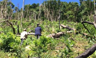 Vụ phá rừng ở Quảng Nam: Bắt giam một đối tượng, tiếp tục điều tra kẻ chủ mưu
