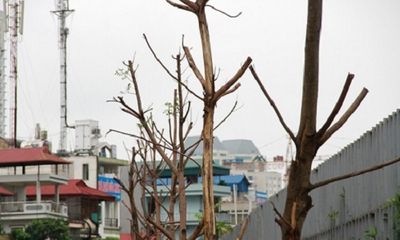 Hà Nội: Hàng loạt cây chết khô trên đường nghìn tỷ 