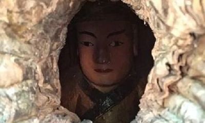 Phát hiện đầu tượng Phật trong thân cây long não ngàn tuổi ở Trung Quốc