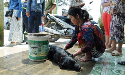 Cận cảnh chó gà chết la liệt, cây xanh héo rũ do nhiễm khí độc ở Sài Gòn