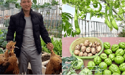 Chi 70 triệu đồng, ông bố Hà Nội cải tạo sân thượng để nuôi gà, trồng rau