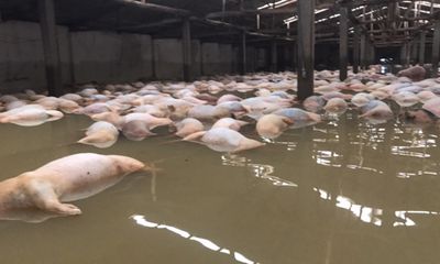 Chủ trang trại bất lực chứng kiến 6.000 con lợn chết đuối