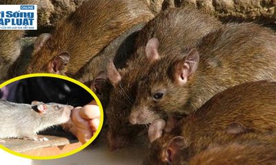 Bị chuột cắn có thể tử vong: Lời cảnh tỉnh cần chú ý