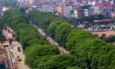 Hà Nội di dời, chặt hạ hơn 1.000 cây cổ thụ trên đường Phạm Văn Đồng