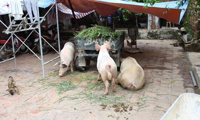 Vỡ đê ở Chương Mỹ: Người dân nuôi lợn trong nhà