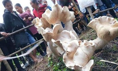 Phát hiện cây nấm lớn khổng lồ nhất thế giới cao gần 1m
